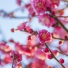 【卵巣がん】年末年始は楽しく過ごす事が出来ました【ステージ４】