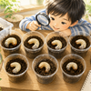 カブトムシ幼虫チーム、ついに7匹に！体重測定と名前紹介