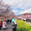 春ですね、河津桜で春を感じて🌸