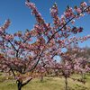 みさと公園の河津桜