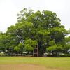 寂心さんの樟・鐙田杵築神社