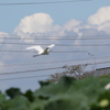 浮島を飛ぶチュウサギ