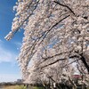 【東京・福生】多摩川の堤防沿いに500本の桜満開！愛犬とお散歩しながらお花見♪