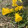 散歩で見かける花の名前や花言葉を知り、趣味の輪が広がる。黄、白、青紫の花。