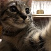 歯の生え変わり