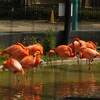 東京駆け足観光６　その他の鳥＠上野動物園＆今日の独り言