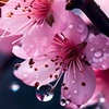 春の雨（はるのあめ）