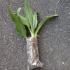 縁起の良い植物を買いました