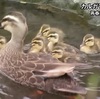 癒し７羽のヒナ　カルガモ親子が散歩【熊本】