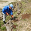 四季桜植樹
