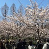 大阪城公園へ犬連れでお花見🌸2022