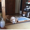 夏休み
