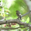 キビタキ♀がいたぁー