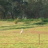 綺麗な鳥