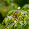 花を啄ばむ鳥