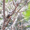 ヒメクビワガビチョウ Lesser Necklaced Laughingthrush