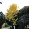 今週のふりかえり、あるいは大宮公園逍遥