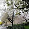 【大阪】天王寺公園の桜