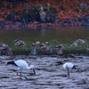 White Stork : コウノトリ