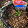 ぽろしり成長記録：無事に芽が出ました