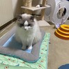 今日も一日のんびりふくちゃん