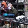 【H7N9鳥インフル】 マカオではじめてのH7N9鳥インフルエンザ感染者　今シーズンの中国の状況はどうなのか？