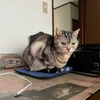 猫、雨水を飲む