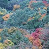 紅葉（モミジ）が紅葉（こうよう）