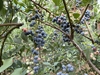 ＢＢ百景NO.８　８月１３日午後４時