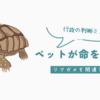【悲劇の誤処分】岐阜県でペットのリクガメがカミツキガメと誤認され殺処分｜原因と再発防止策