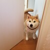 ちくわ、お出かけ前にシャンプーされる。