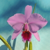 Cattleya percivaliana`Batista'  