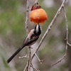 JR福知山線）有馬富士公園で野鳥撮影。ルリビタキ、ホオジロ、ジョウビタキ、エナガ（柿）、ツグミ、メジロ（柿）、ヒヨドリ。（カワセミ）※