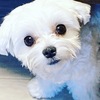 噛み癖ルイくんにカミカミおやつとおもちゃ