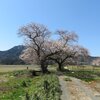新潟市西蒲区「布目夫婦桜」と「上堰潟公園」の桜、そして 2025(4/09)