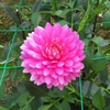 世羅高原農場のダリアたち （86）　～ 花はみんなをしあわせにする ～