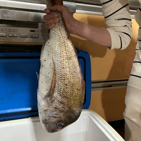 高級魚 アコウ キジハタ 息子 釣ってきました 広島歴史探索の後は お好み焼き そば肉玉 じゃね 高級魚 アコウ キジハタ 息子 釣ってきました 広島歴史探索の後は お好み焼き そば肉玉 じゃね