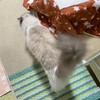 今日も猫バッグに乗ったふくちゃん