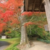 京都「龍穏寺・出雲大神宮」ちょっと紅葉　2024