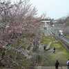 岩清水八幡宮の桜でリベンジ