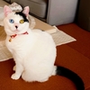 オッドアイの幸運な猫との癒しの時間