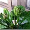 花が増えると悩みも増える