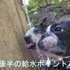 『癒 し の 情 景』 愛犬散歩風景 ② 朝食前のフルーツ ? 拾い食い各種 （笑）