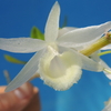 Dendrobium aphyllum   fma.album `Onoda' CHM/JOGA.