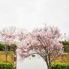 狭山池公園の桜（2023.03.31）Ⅲ
