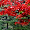 京都・東福寺の紅葉 その2