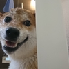 自宅deシャンプー