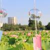 上野公園　満開の蓮の花と風鈴｜2024年7月23日開花状況（東京都台東区）