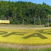 田んぼアートのパノラマ写真再挑戦