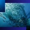水中のダンス: 魚の群れが作る複雑なパターン
